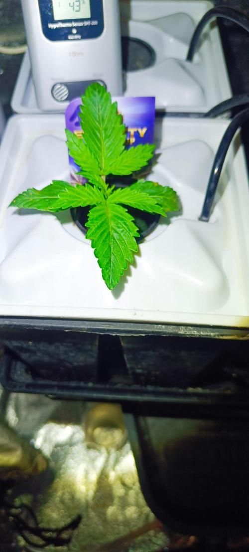 French Eternity Grow Cup 2026. Week 2 - Jour 9