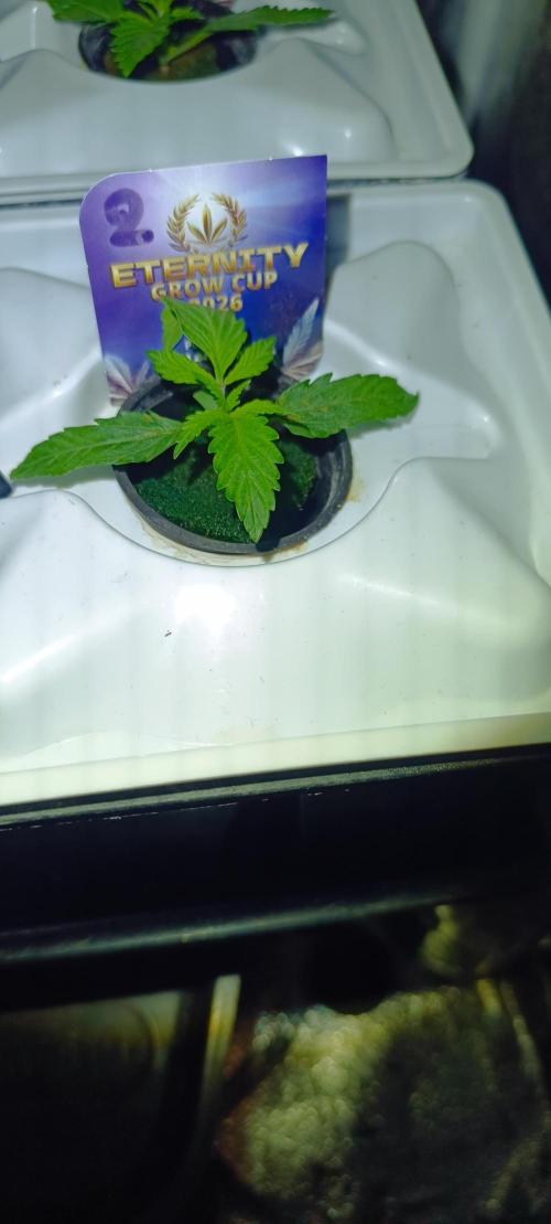 French Eternity Grow Cup 2026. Week 2 - Jour 9