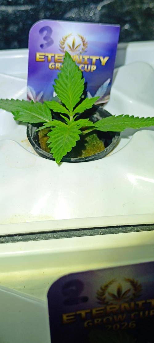 French Eternity Grow Cup 2026. Week 2 - Jour 9 