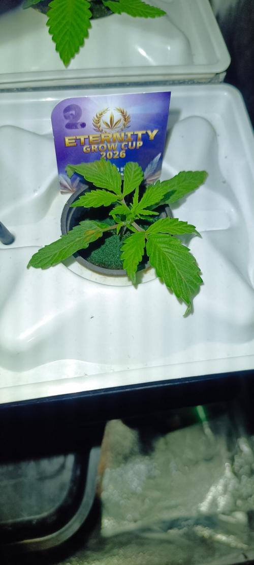 French Eternity Grow Cup 2026. Week 2 - Jour 10