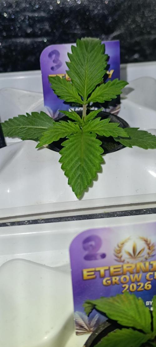 French Eternity Grow Cup 2026. Week 2 - Jour 10