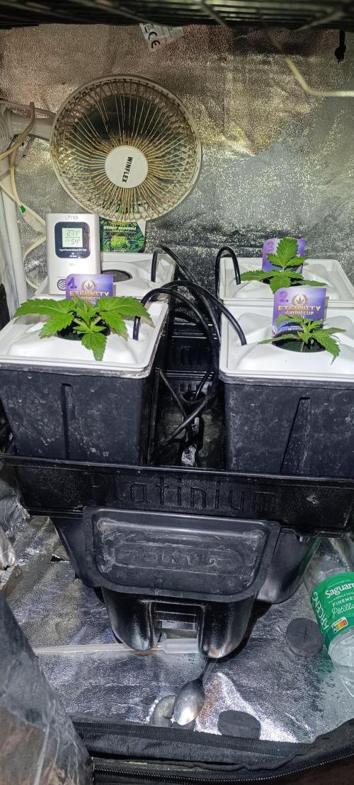 French Eternity Grow Cup 2026. Week 2 - Jour 10