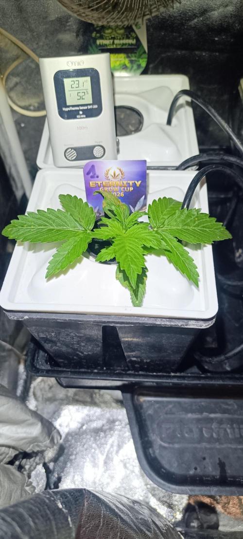 French Eternity Grow Cup 2026. Week 2 - Jour 11