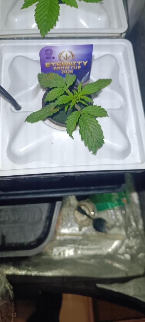 French Eternity Grow Cup 2026. Week 2 - Jour 11