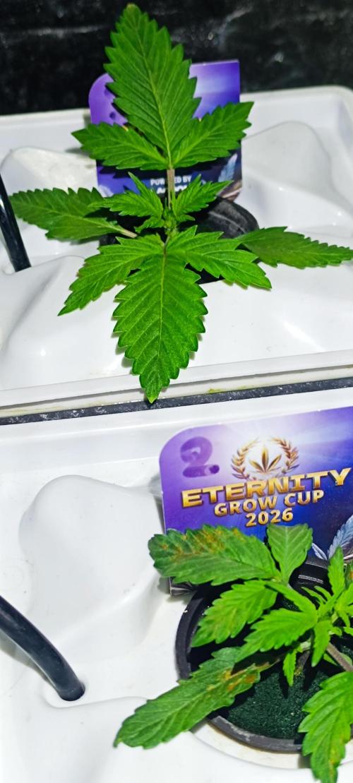 French Eternity Grow Cup 2026. Week 2 - Jour 11