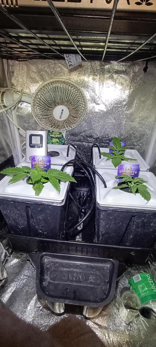 French Eternity Grow Cup 2026. Week 2 - Jour 11