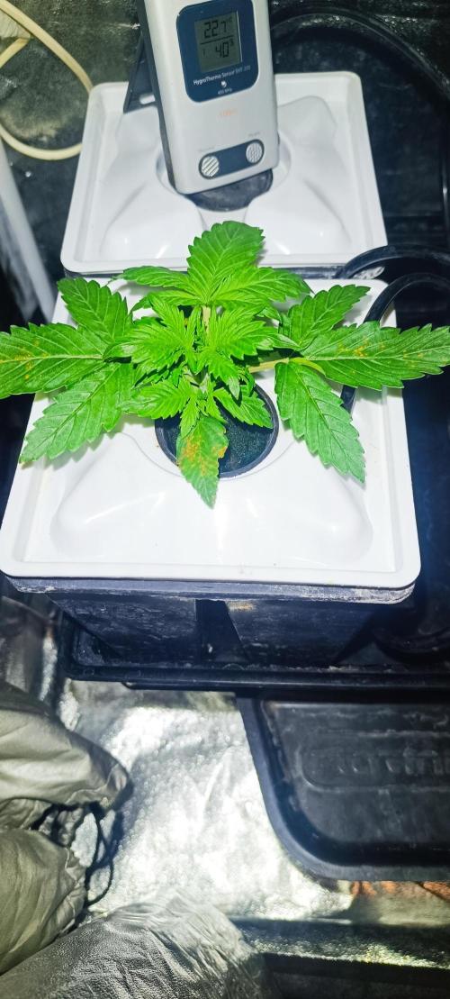 French Eternity Grow Cup 2026. Week 2 - Jour 12