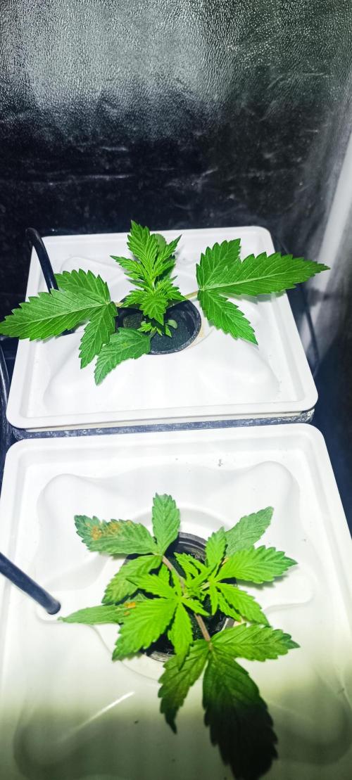 French Eternity Grow Cup 2026. Week 2 - Jour 12