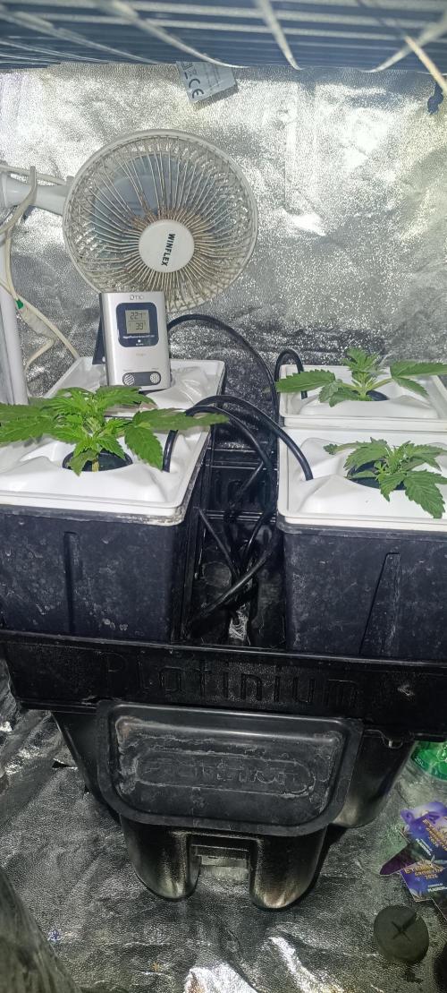 French Eternity Grow Cup 2026. Week 2 - Jour 12