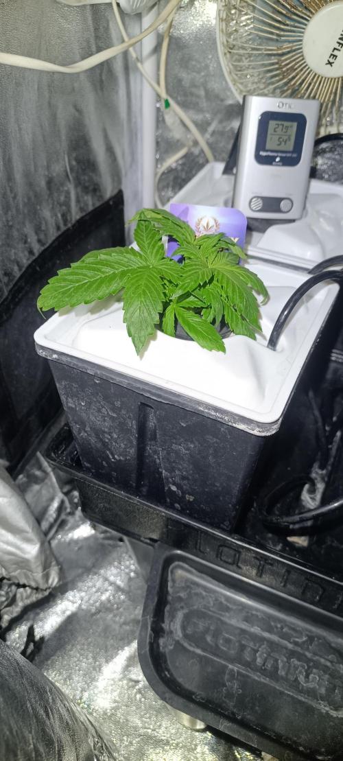 French Eternity Grow Cup 2026. Week 2 - Jour 13