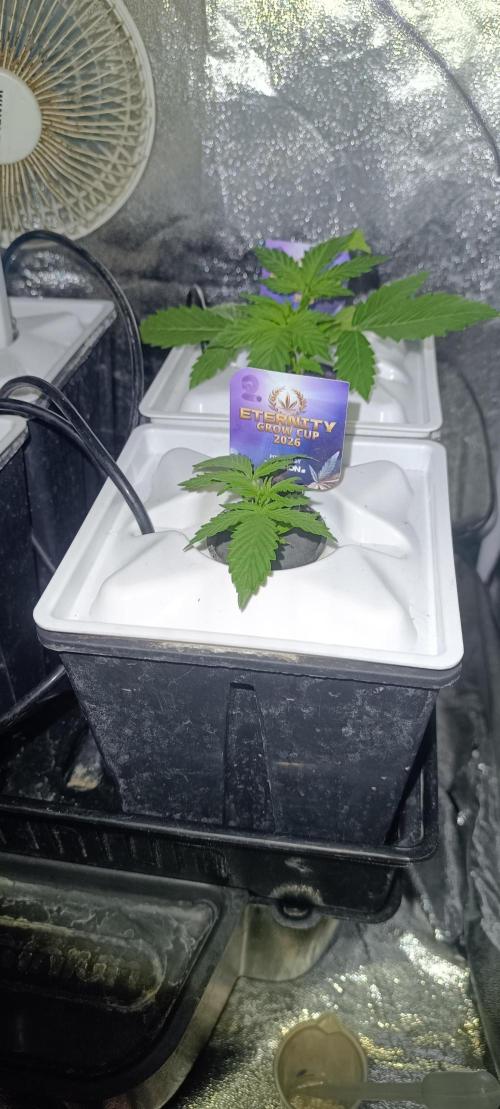 French Eternity Grow Cup 2026. Week 2 - Jour 13