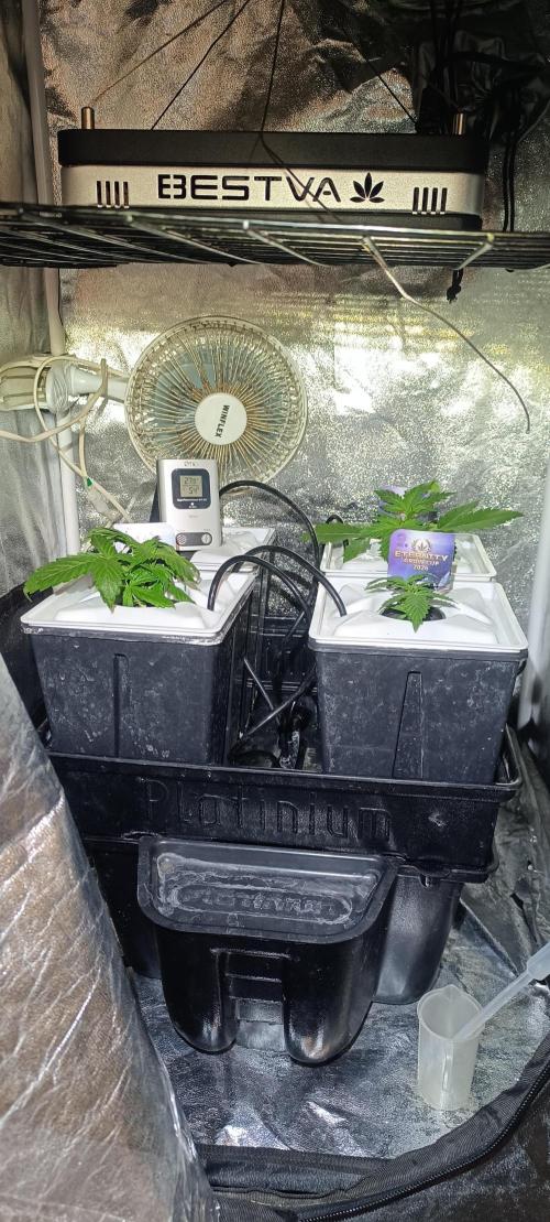 French Eternity Grow Cup 2026. Week 2 - Jour 13