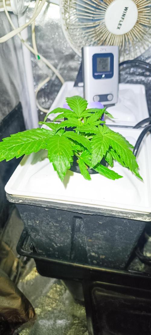 French Eternity Grow Cup 2026. Week 2 - Jour 14