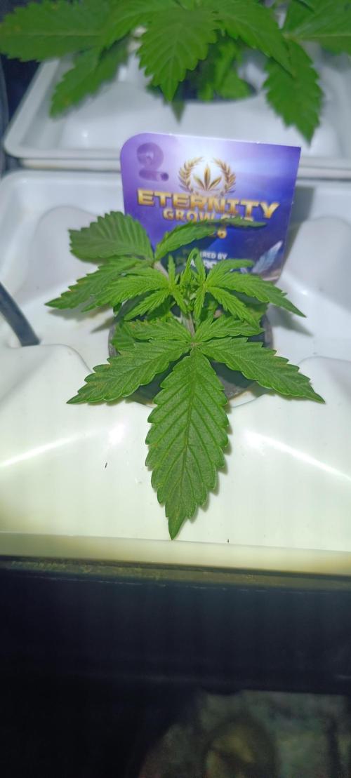 French Eternity Grow Cup 2026. Week 2 - Jour 14