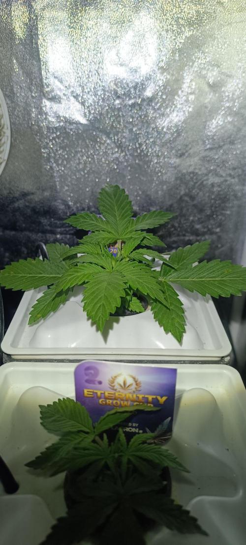 French Eternity Grow Cup 2026. Week 2 - Jour 14