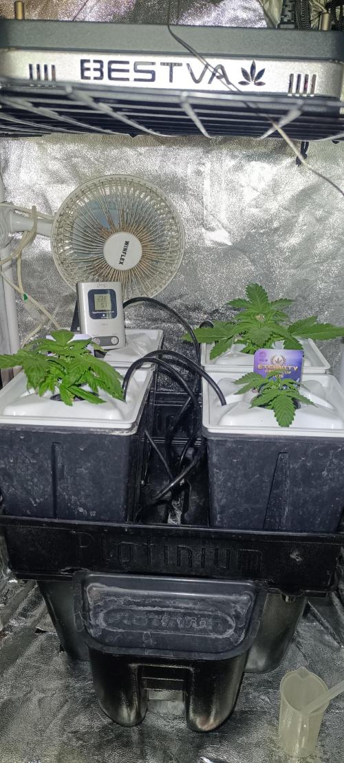 French Eternity Grow Cup 2026. Week 2 - Jour 14