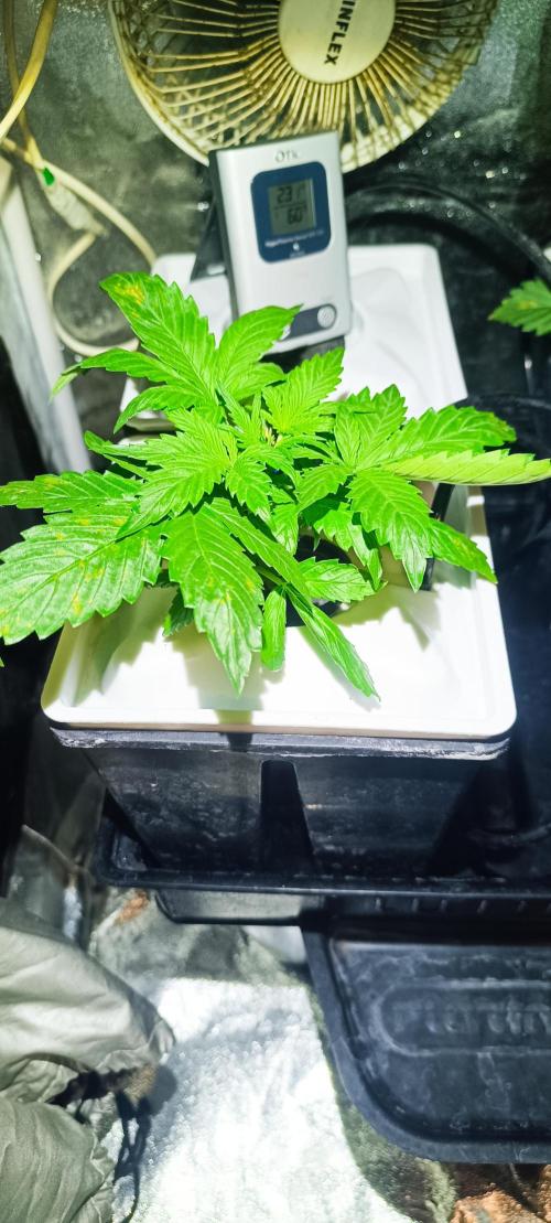 French Eternity Grow Cup 2026. Week 3 - Jour 15