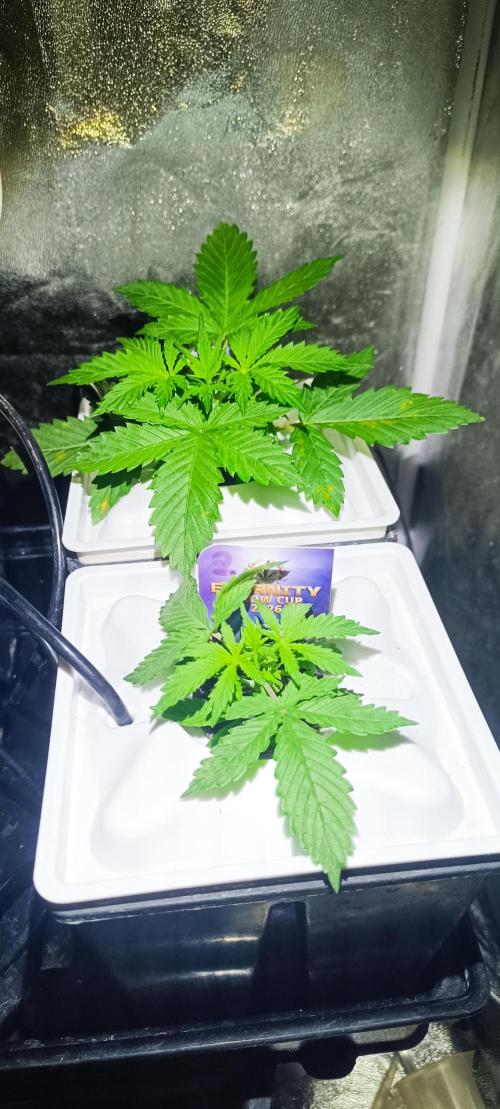 French Eternity Grow Cup 2026. Week 3 - Jour 15