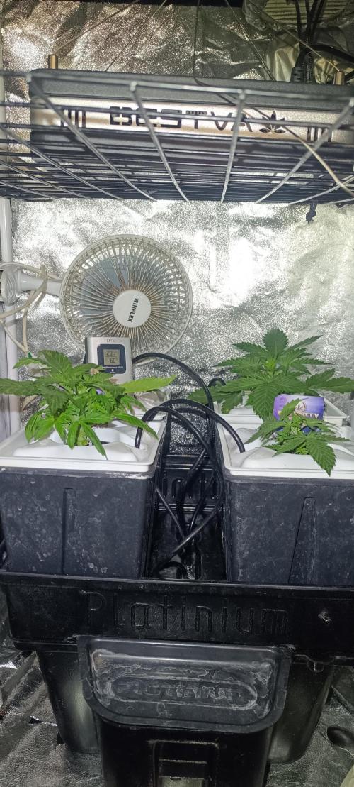 French Eternity Grow Cup 2026. Week 3 - Jour 15