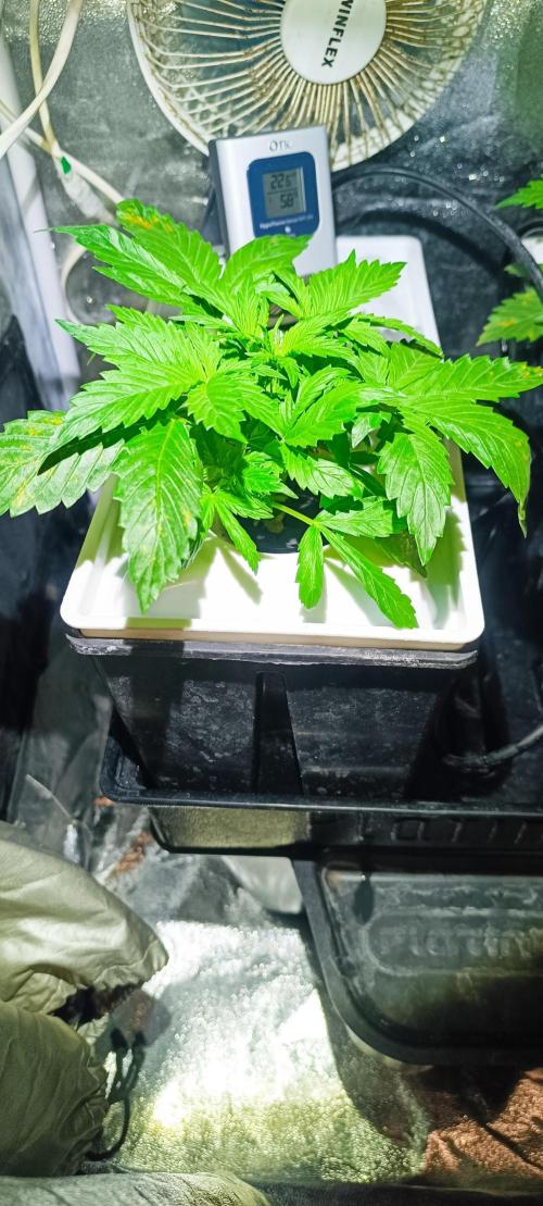 French Eternity Grow Cup 2026. Week 3 - Jour 16