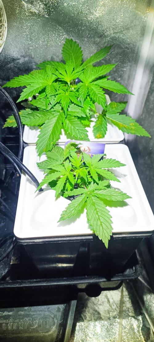 French Eternity Grow Cup 2026. Week 3 - Jour 16