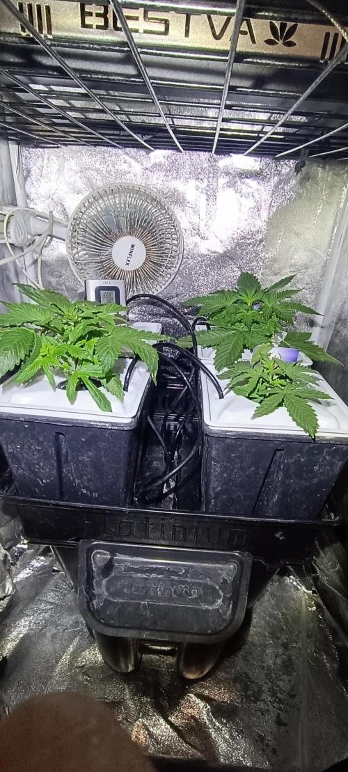 French Eternity Grow Cup 2026. Week 3 - Jour 16