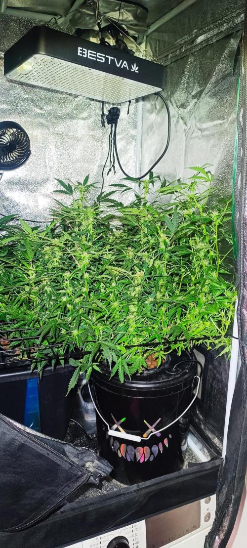 Frosted guava vs Lemon Cherry Gelato. Week 7