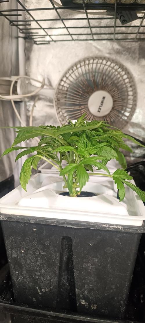 French Eternity Grow Cup 2026. Week 3 - Jour 17