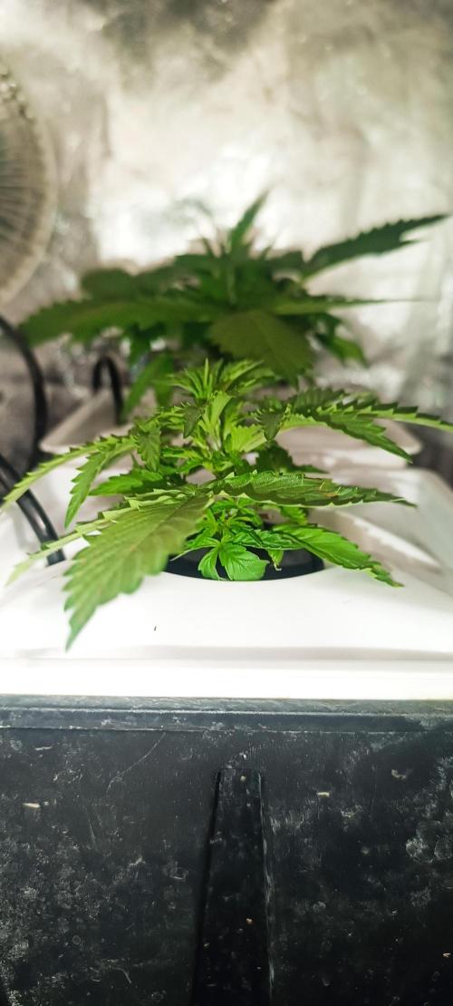 French Eternity Grow Cup 2026. Week 3 - Jour 17