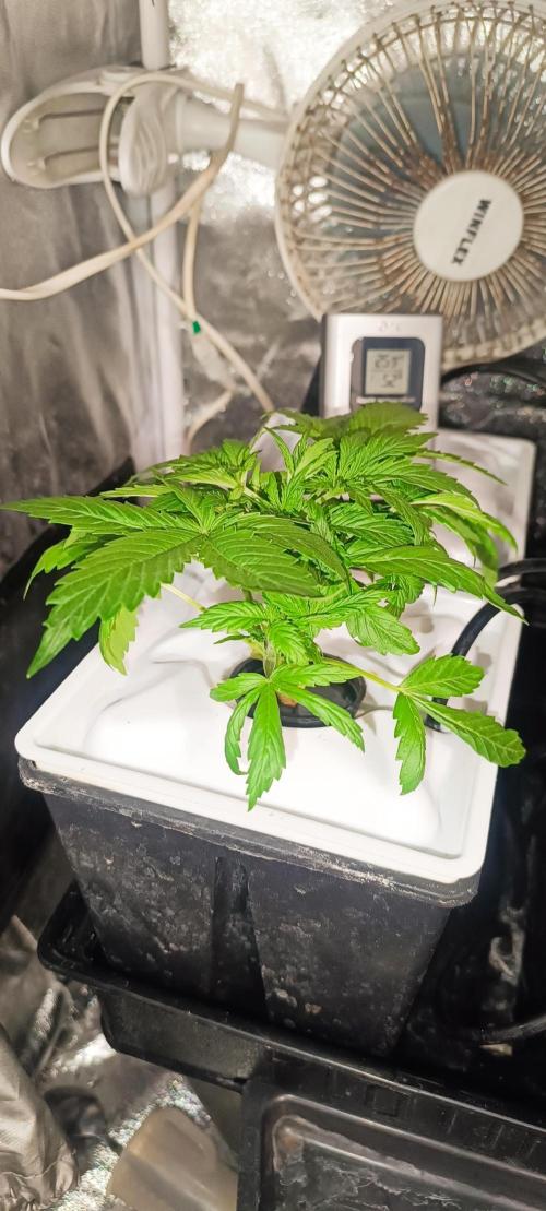 French Eternity Grow Cup 2026. Week 3 - Jour 17