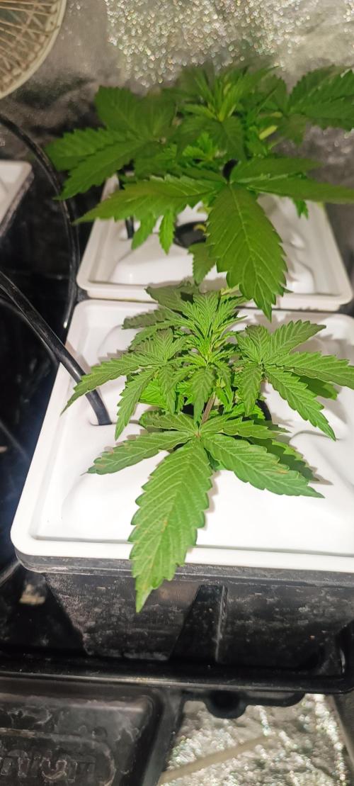 French Eternity Grow Cup 2026. Week 3 - Jour 17