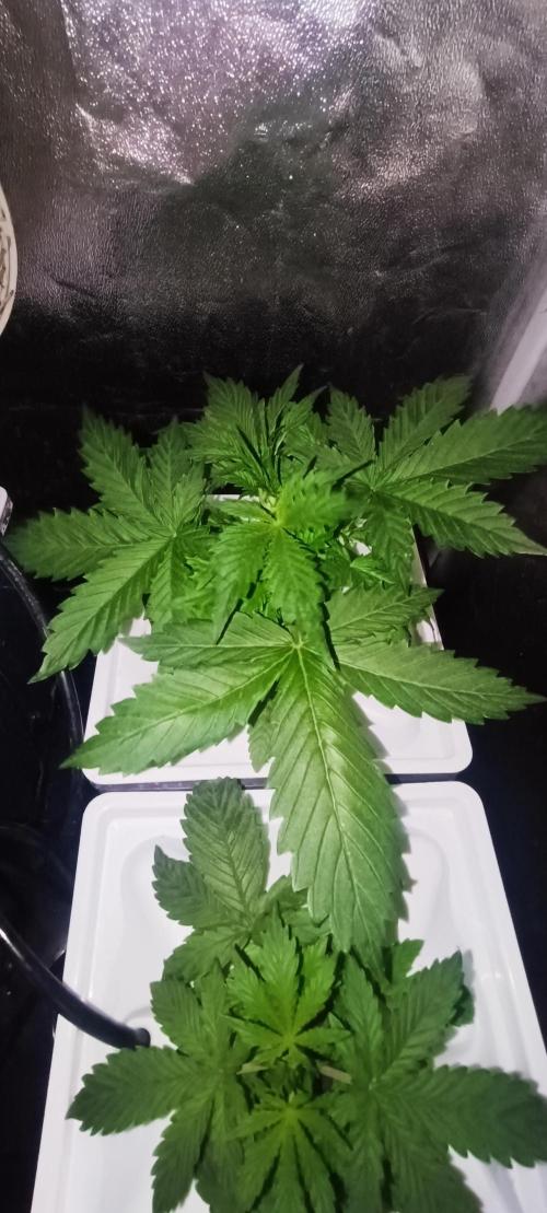 French Eternity Grow Cup 2026. Week 3 - Jour 17