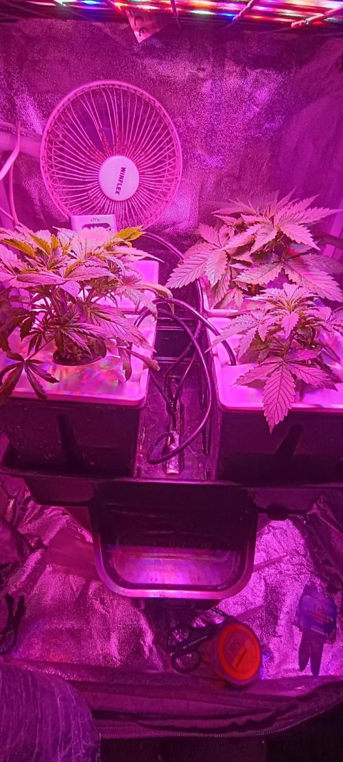 French Eternity Grow Cup 2026. Week 3 - Jour 18