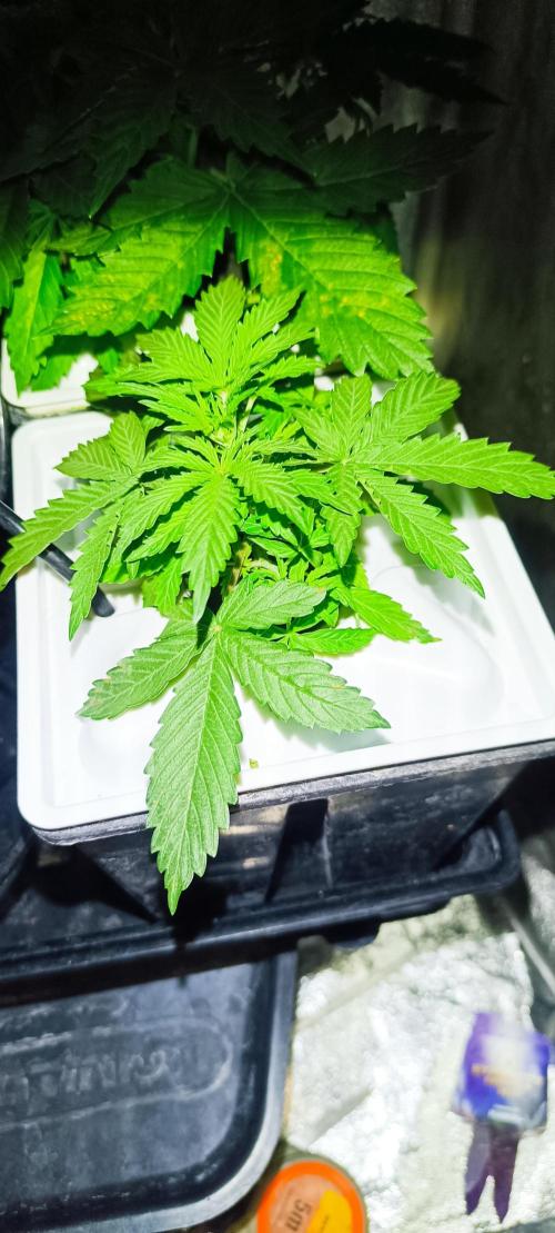 French Eternity Grow Cup 2026. Week 3 - Jour 18