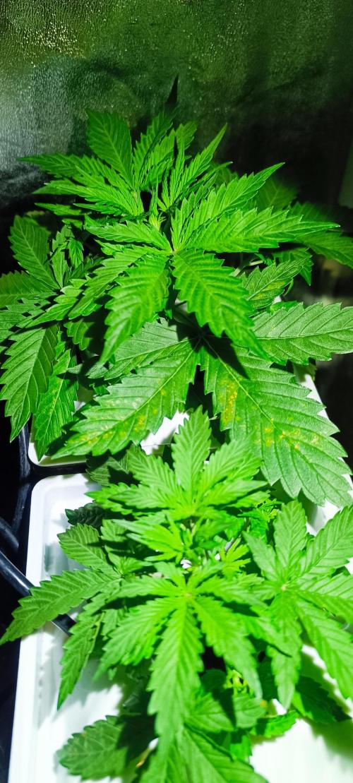 French Eternity Grow Cup 2026. Week 3 - Jour 18