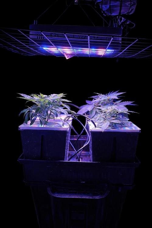 French Eternity Grow Cup 2026. Week 3 - Jour 18 