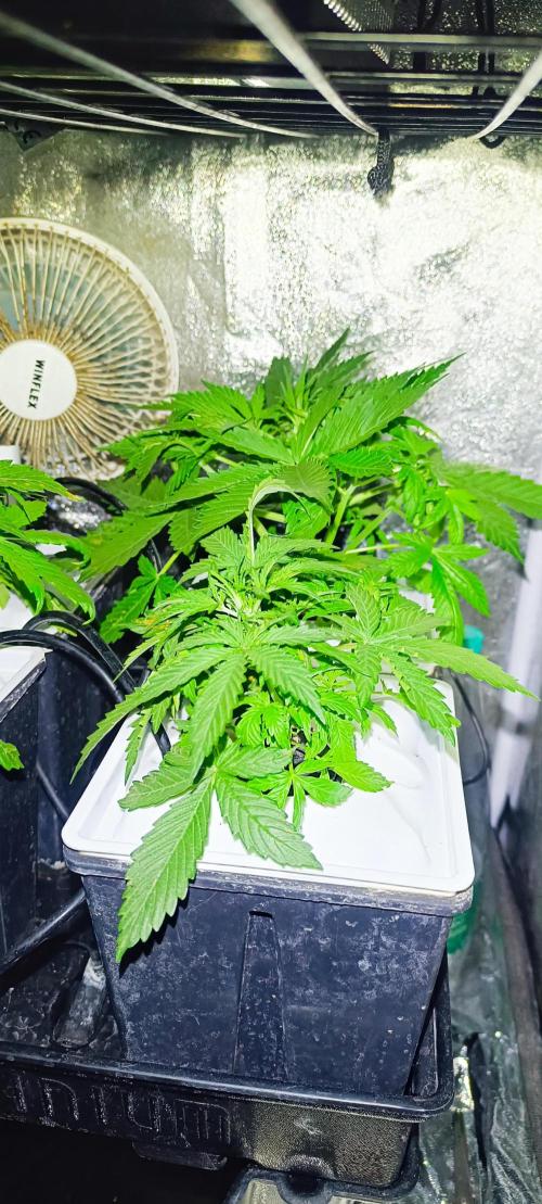 French Eternity Grow Cup 2026. Week 3 - Jour 19