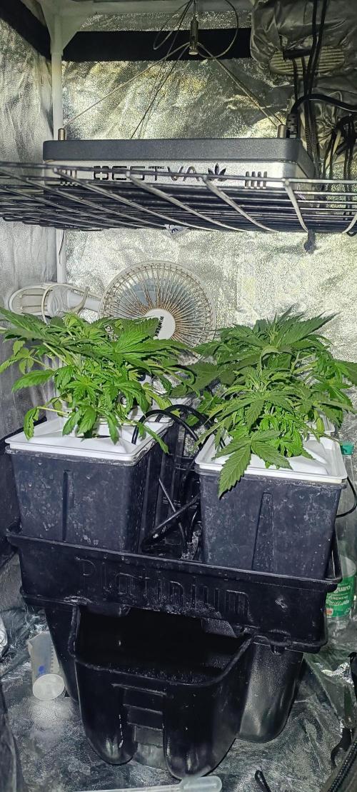 French Eternity Grow Cup 2026. Week 3 - Jour 19