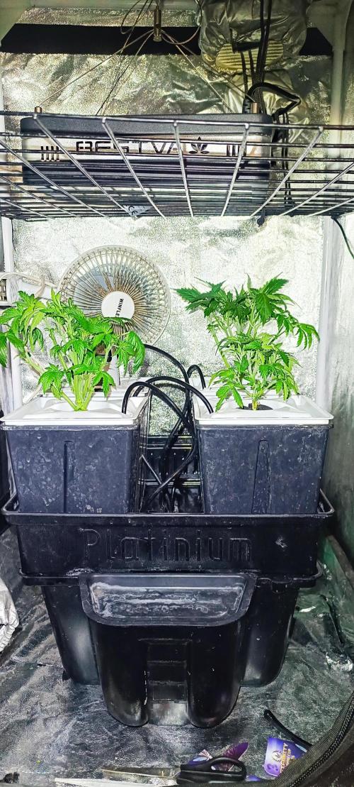 French Eternity Grow Cup 2026. Week 3 - Jour 19