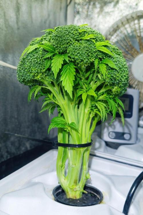 French Eternity Grow Cup 2026. Week 3 - Jour 19