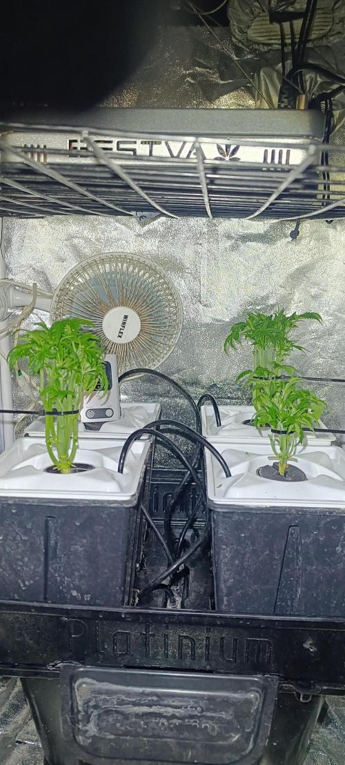 French Eternity Grow Cup 2026. Week 3 - Jour 19