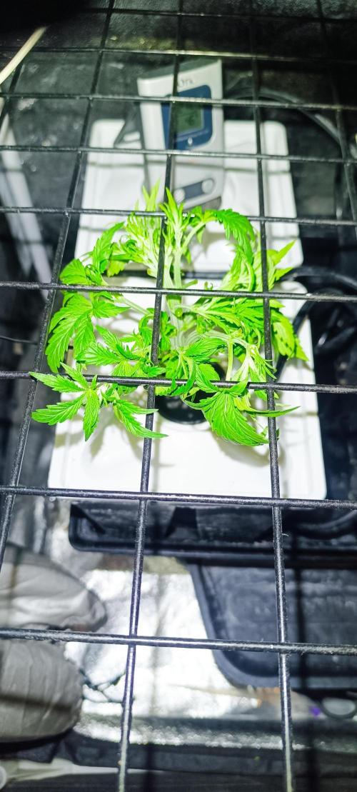 French Eternity Grow Cup 2026. Week 3 - Jour 19