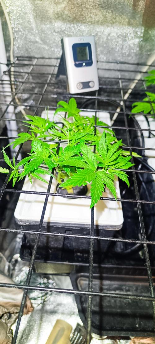 French Eternity Grow Cup 2026. Week 3 - Jour 20