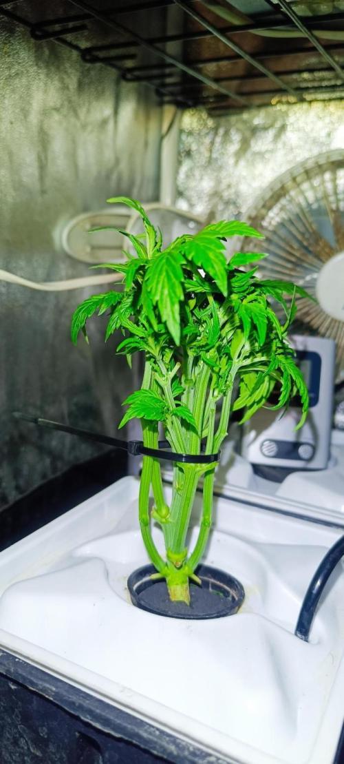 French Eternity Grow Cup 2026. Week 3 - Jour 19 