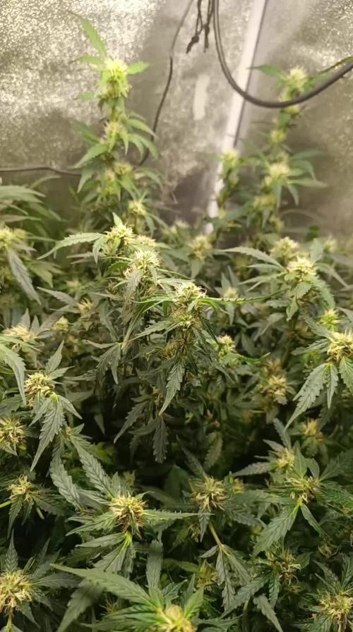 Frosted guava vs Lemon Cherry Gelato