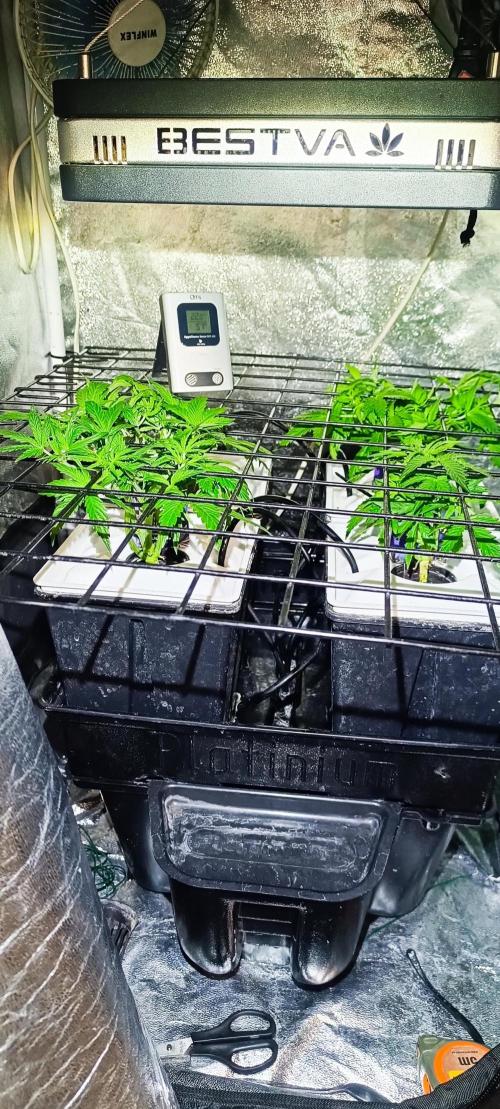 French Eternity Grow Cup 2026. Week 3 - Jour 21