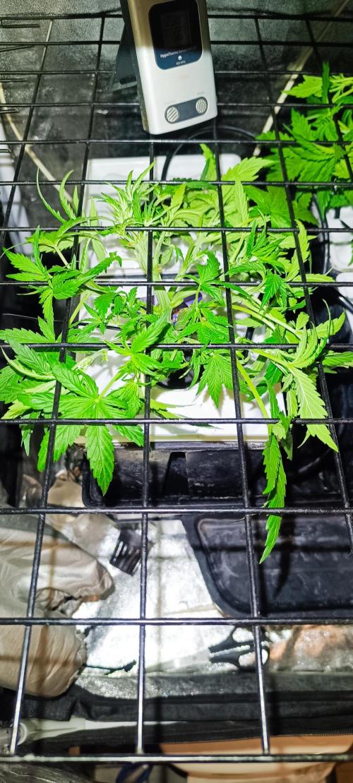 French Eternity Grow Cup 2026. Week 4 - Jour 22