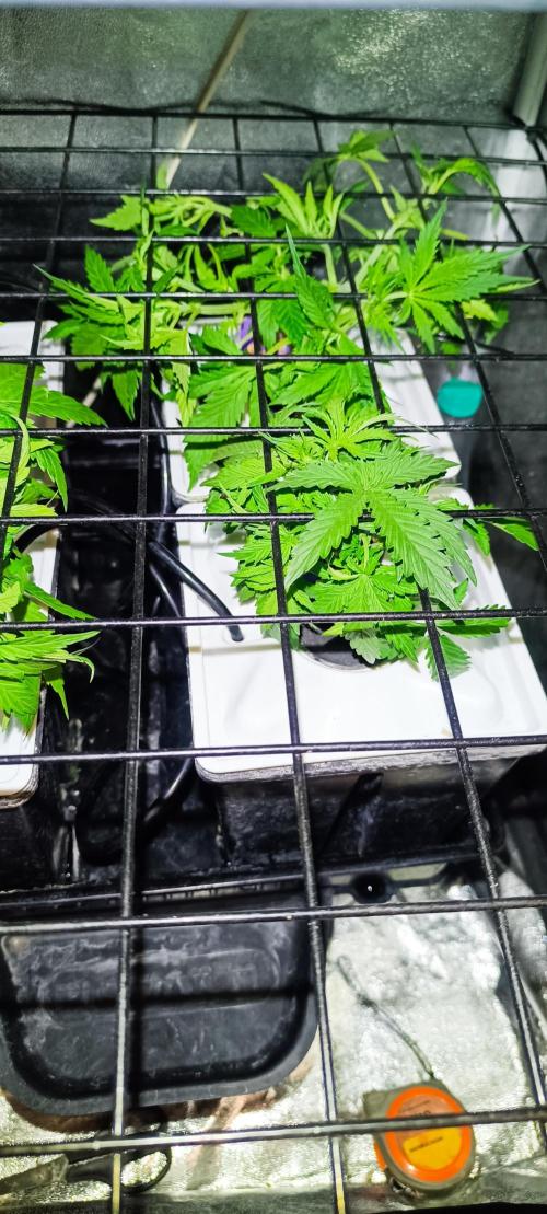 French Eternity Grow Cup 2026. Week 4 - Jour 22