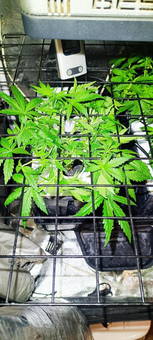 French Eternity Grow Cup 2026. Week 4 - Jour 23