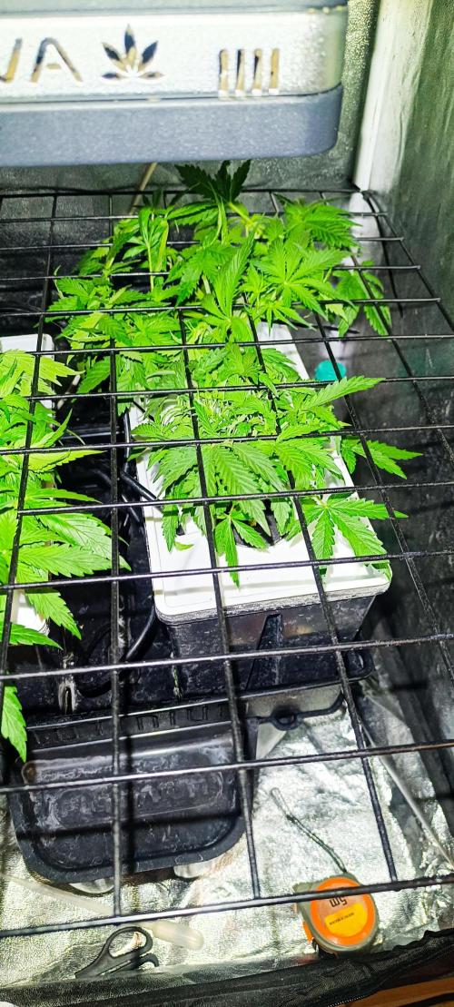 French Eternity Grow Cup 2026. Week 4 - Jour 23